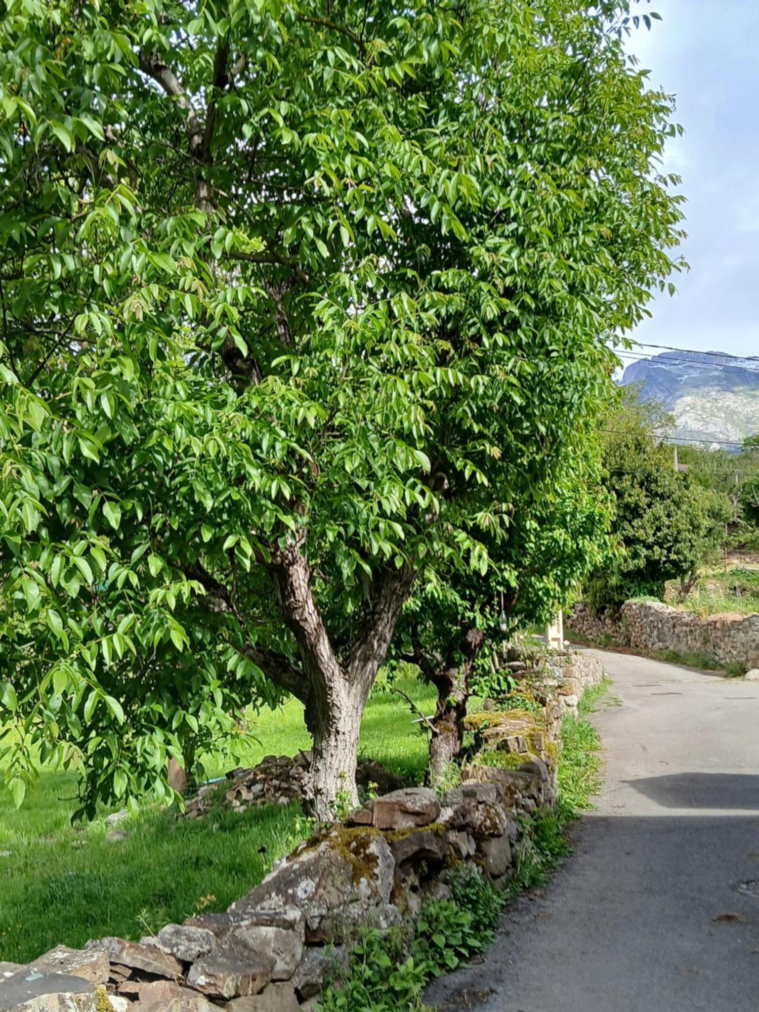Picos De Europa Suites And Rooms Turieno Εξωτερικό φωτογραφία